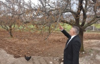 Sadıkoğlu: 'Verilecek destekler sadece kayısıyı...