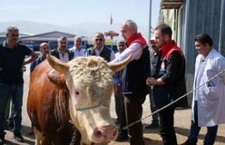 Hayvan pazarı ikinci bir emre kadar kapatıldı