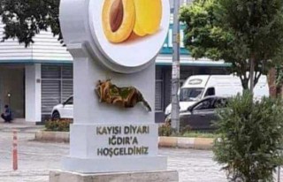 Festivali'de Kayısıyı'da Kaptırıyoruz Birilerine...