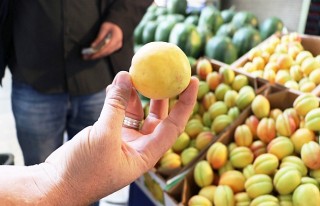 Hasanbey Kayısısı Görenleri Şaşkına Çevirdi!