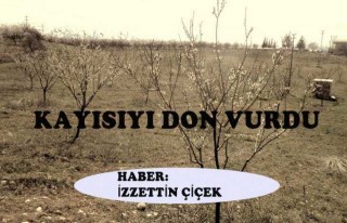 Kayısıyı Don Vurdu