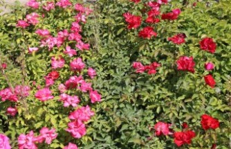 Battalgazi’nin Park Ve Bahçeleri Kendi Ürettiği Çiçeklerle Güzelleşiyor