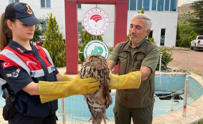 Yaralı Bulunan Orman Baykuşu Doğa Koruma Ekiplerine Teslim Edildi